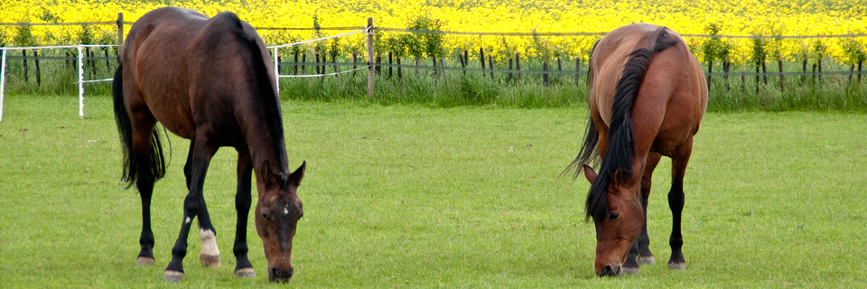 horses-in-field-320